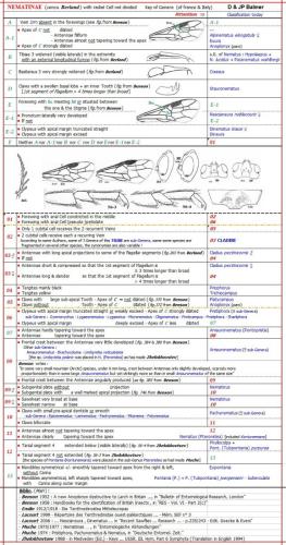 Réf. 343 797 : Nematinae inconnu